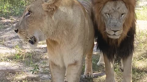 Walking with lions