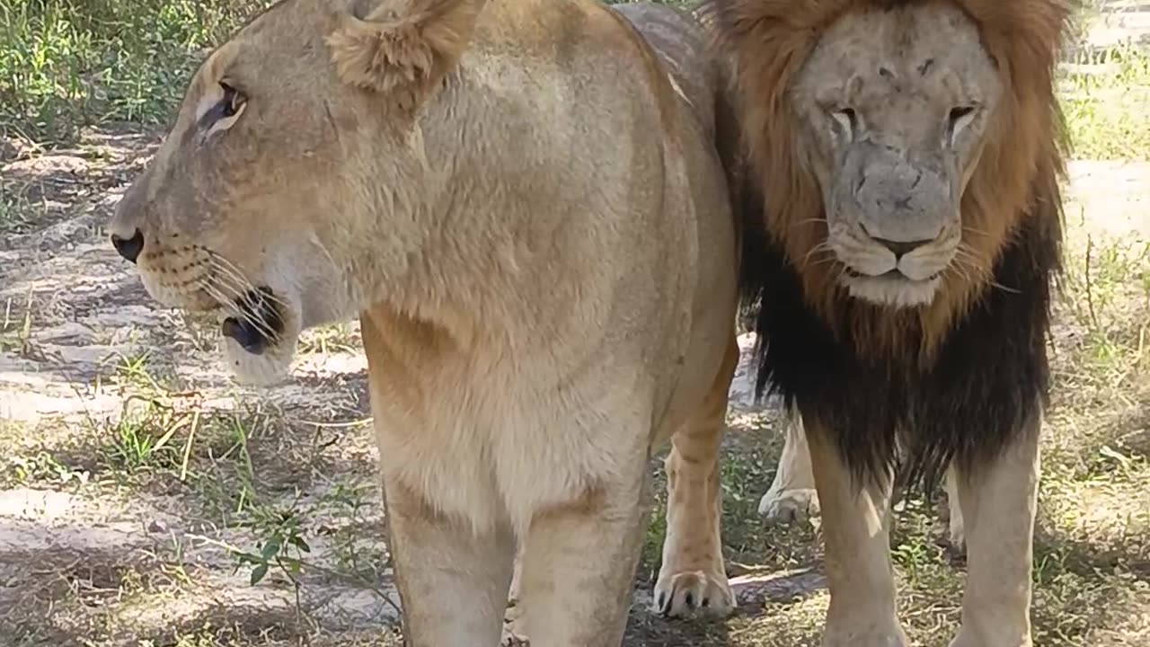 Walking with lions