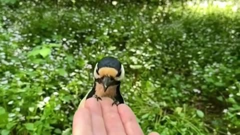 😮🐦 Wait Till You See The Woodpecker's Bizarre Behavior! | FeedMyCuriosity