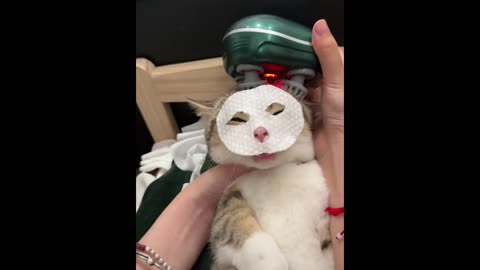 Secret Relaxation Time for Pets: This Cat's SPA Day Will Make You Jealous!