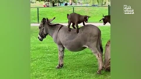 Funniest Farm Animals Ever 😂 Cows, Goats & Chickens Doing the Most Hilarious Things