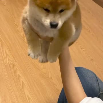 Meet QQ: The Dancing Star