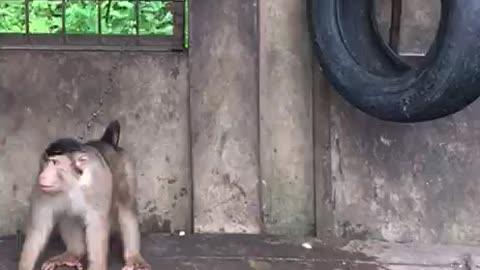 Family Pet Monkey