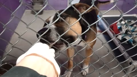 Kinder 1y Pet Id 948928 kennel 19 HSSAZ shelter my snacks not as yummy today but she's ok20251128239