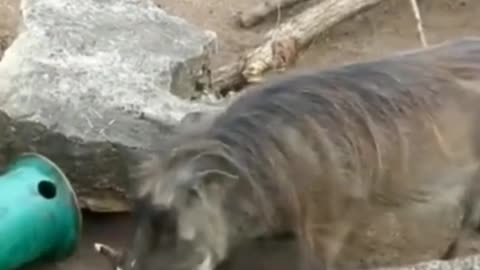 Funyy Animal -vedios
