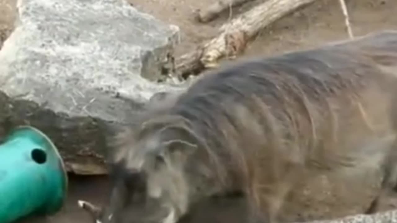 Funyy Animal -vedios