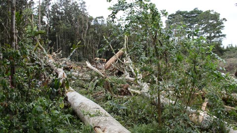 Deaths Of Albesia Trees IX