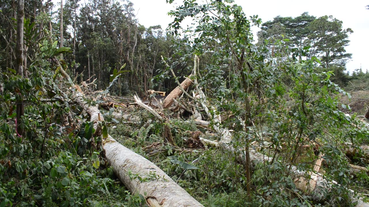 Deaths Of Albesia Trees IX