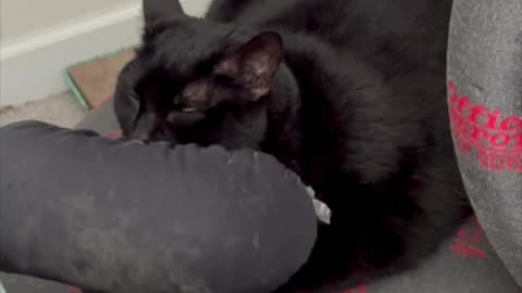 Cute Precious Piper Takes Her Job Seriously - My Adopted Shelter Cat Vlog #shorts