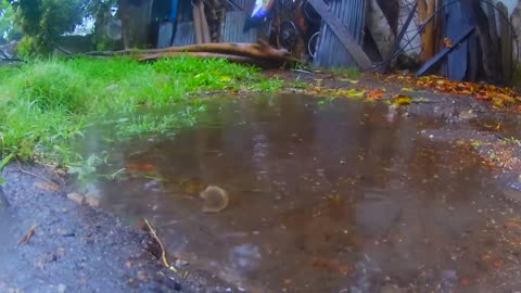 Lluvia mansa para escuchar y relajarse - Tacuarembó 09/12/2025