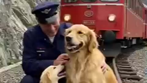Golden Retriever mom and Puppy Save a train