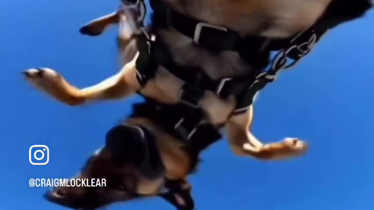 K9 Skydive