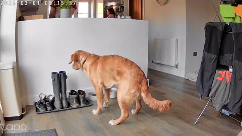 Golden Waits Patiently for Permission to Eat