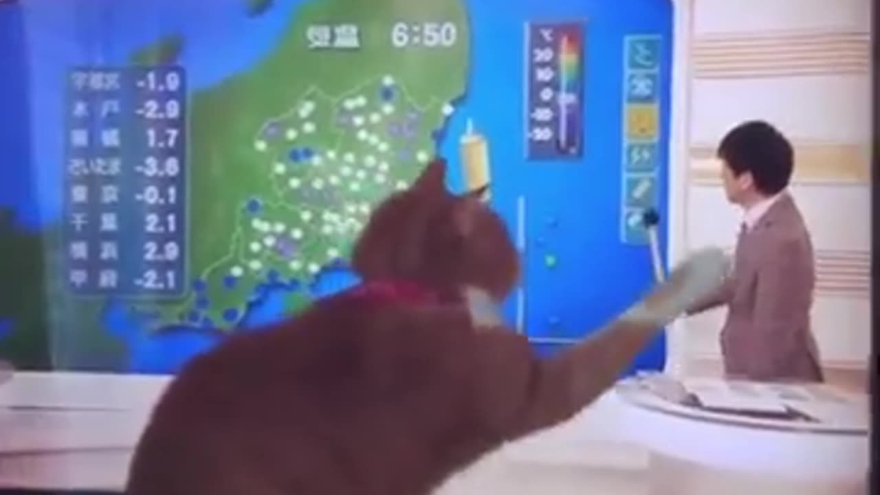 Cat Videos Very Funny