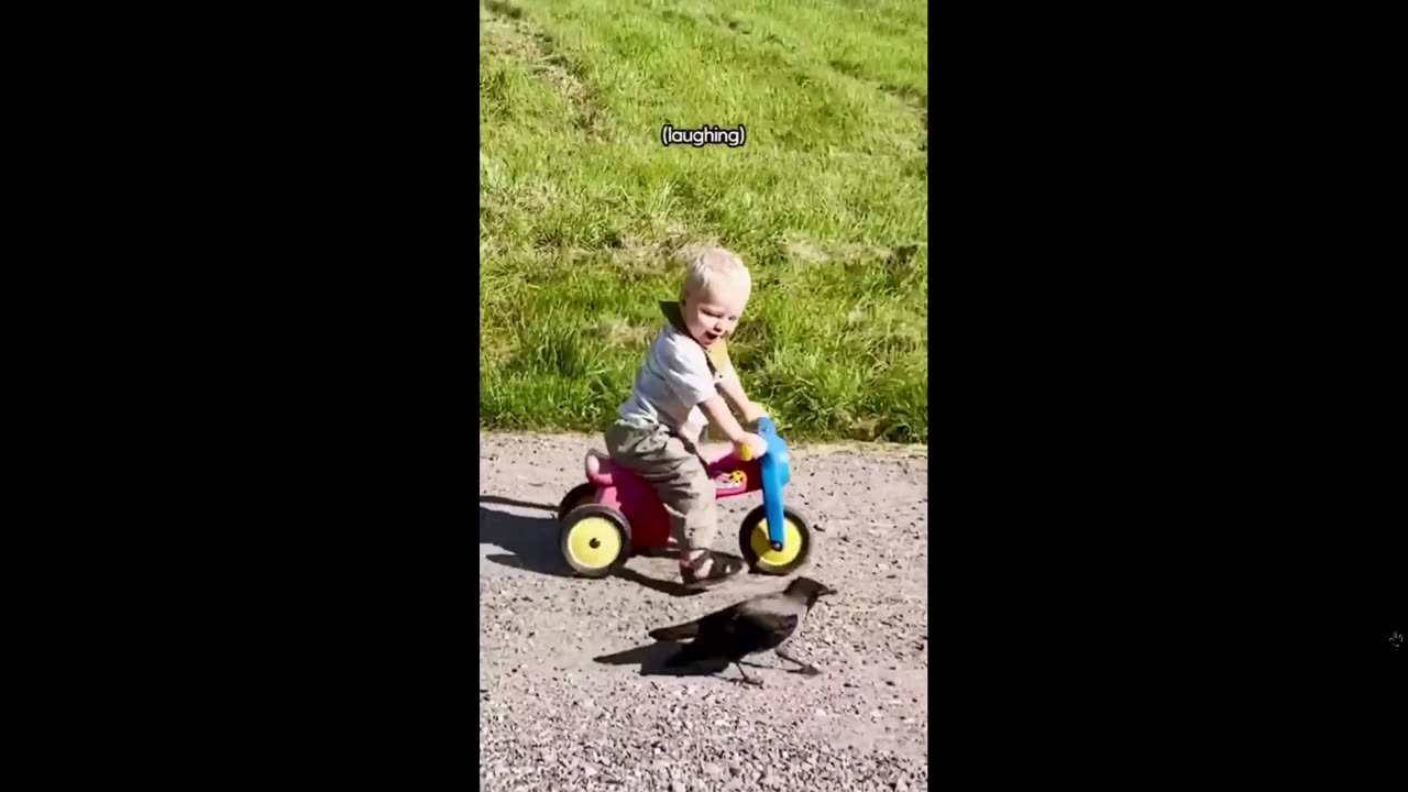 He only lets the kid pet him. A Wild Crow Is A Friend To A Child..