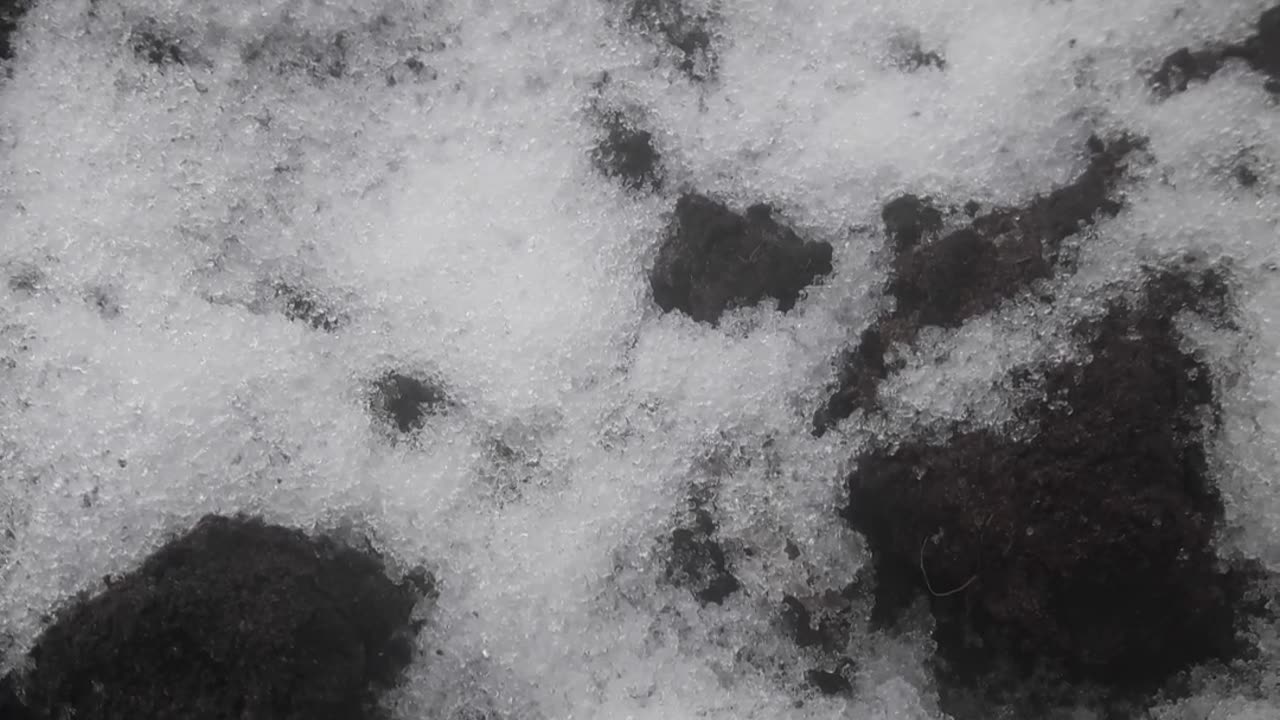 Snow carrot