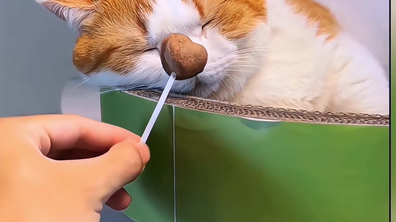 Funny video of the cat pretending to be asleep and eating the food video 2025 skc.com 121