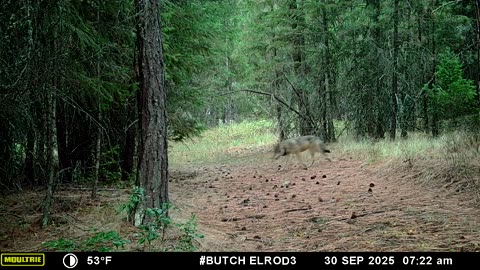 Wolf Pursuing Fawn