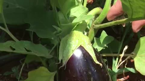 How to harvest lump eggplant?