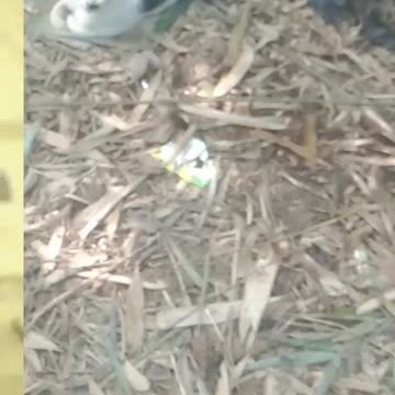 big cat is very funny run