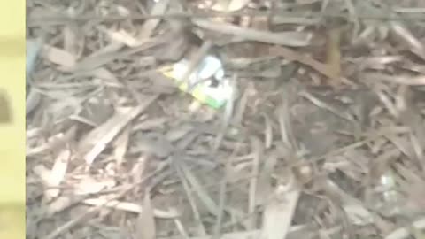 big cat is very funny run