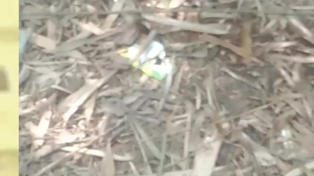 big cat is very funny run