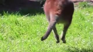 kangaroo