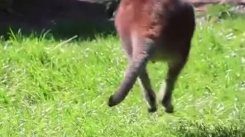 kangaroo