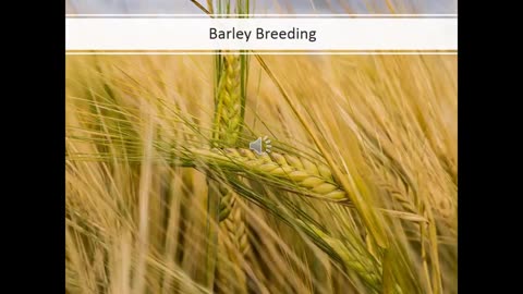 Alt-Tech S2 37 Barley Breeding in Canada