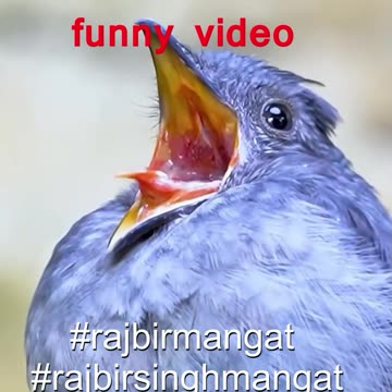 Funny video