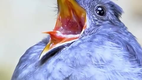 Funny video