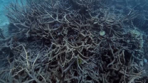 French swimmers to set off for cross-Atlantic record-breaking relay