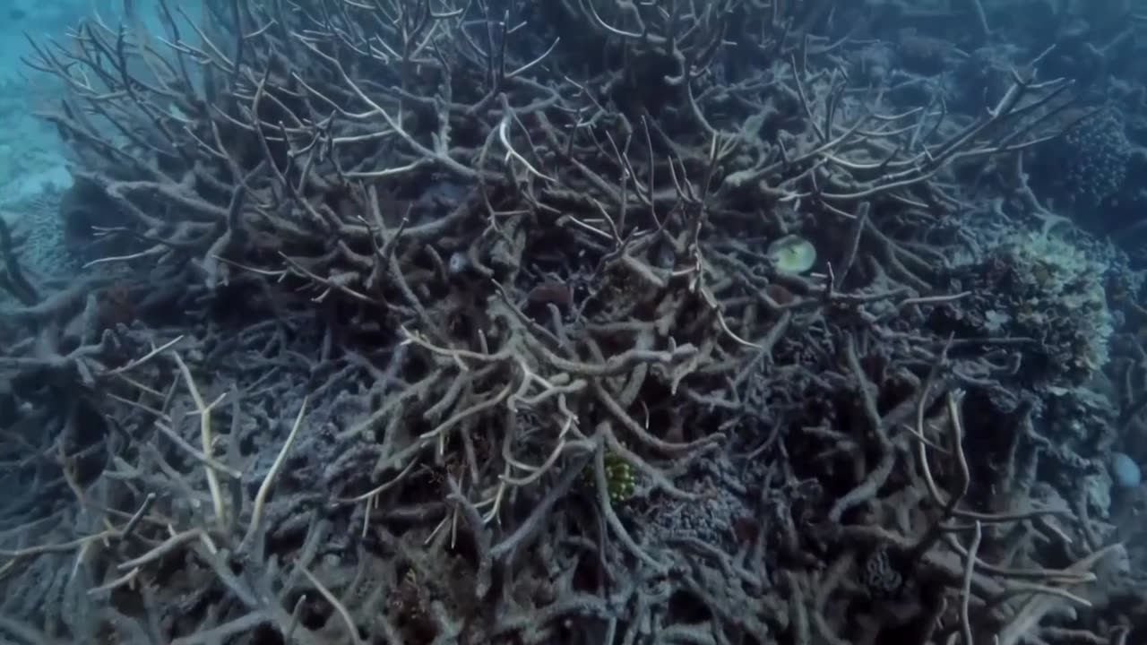 French swimmers to set off for cross-Atlantic record-breaking relay