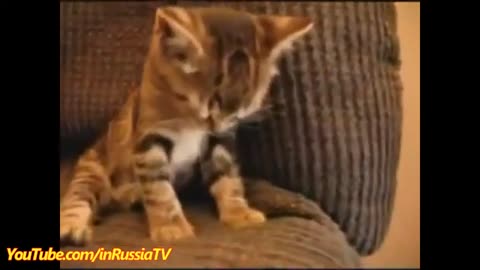 Funny Cats & Adorable Kittens: Viral Videos to Brighten Your Day!