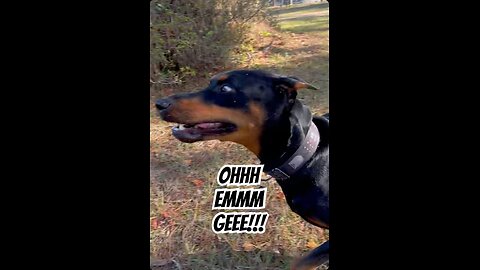 Doberman Drinks The Pond Water… Then Loses His Mind 🐾💦🤣