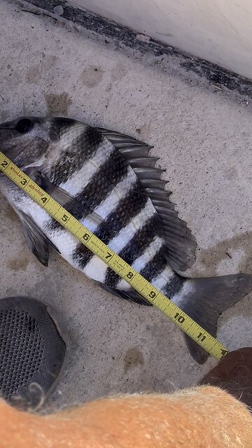 Sheepshead