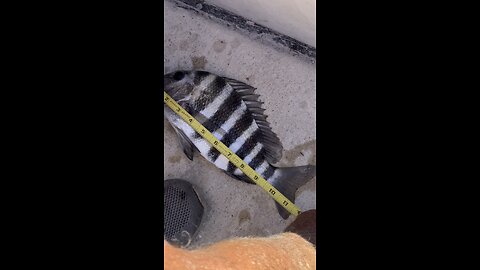 Sheepshead