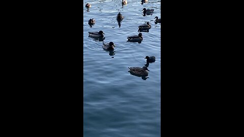 Mallard Ducks 🦆 & Coot #mallardducks #ducks #duck #coot #swimming #viral #shorts #followme