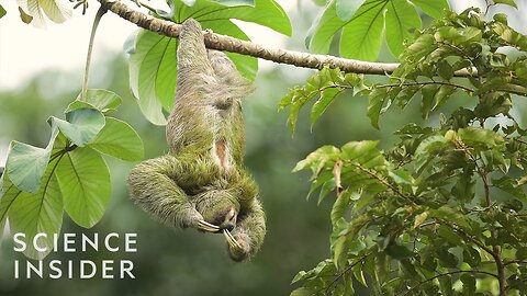 The _Busy_ Life of the Sloth