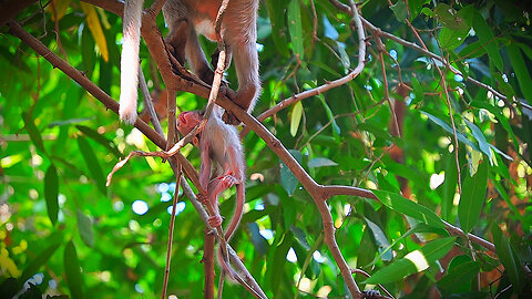 Hard Time for BABY BABETTE To Escape From Kidnapper Brighten