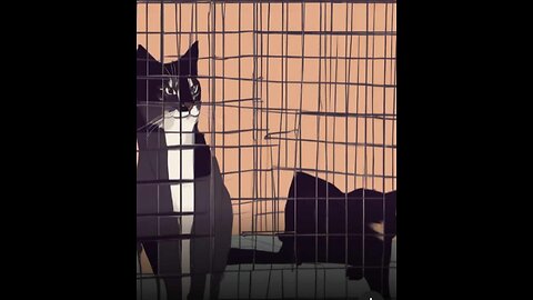 Cat Behind Bars