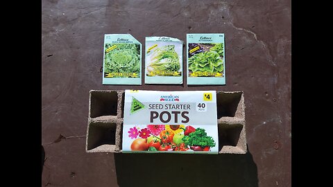 Planting Fall Lettuce 11/2/25