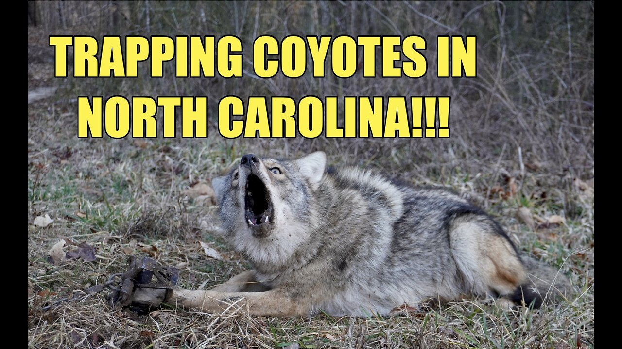 TRAPPING SMART COYOTES!!!