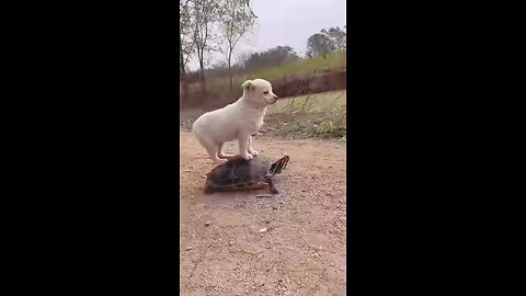 Animal friendship