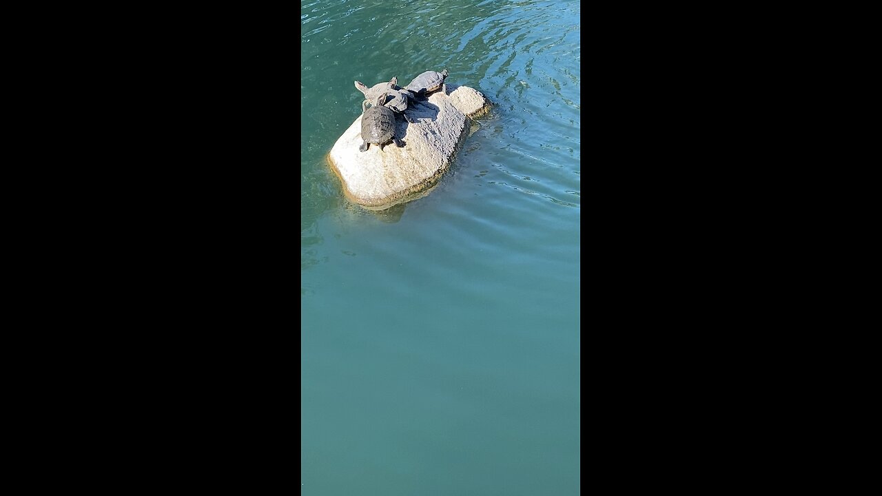 Red-Eared Slider Turtles 🐢 #shorts #redearedslider #turtles #viral #followme #trending #shorts