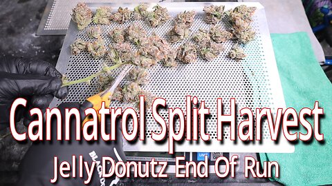 Harvesting Jelly Donutz with the Cannatrol Cool Cure