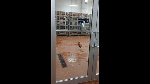 live chicken in usa🇺🇸🇧🇩