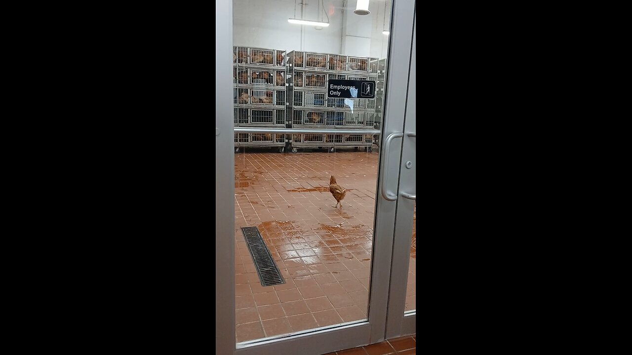 live chicken in usa🇺🇸🇧🇩