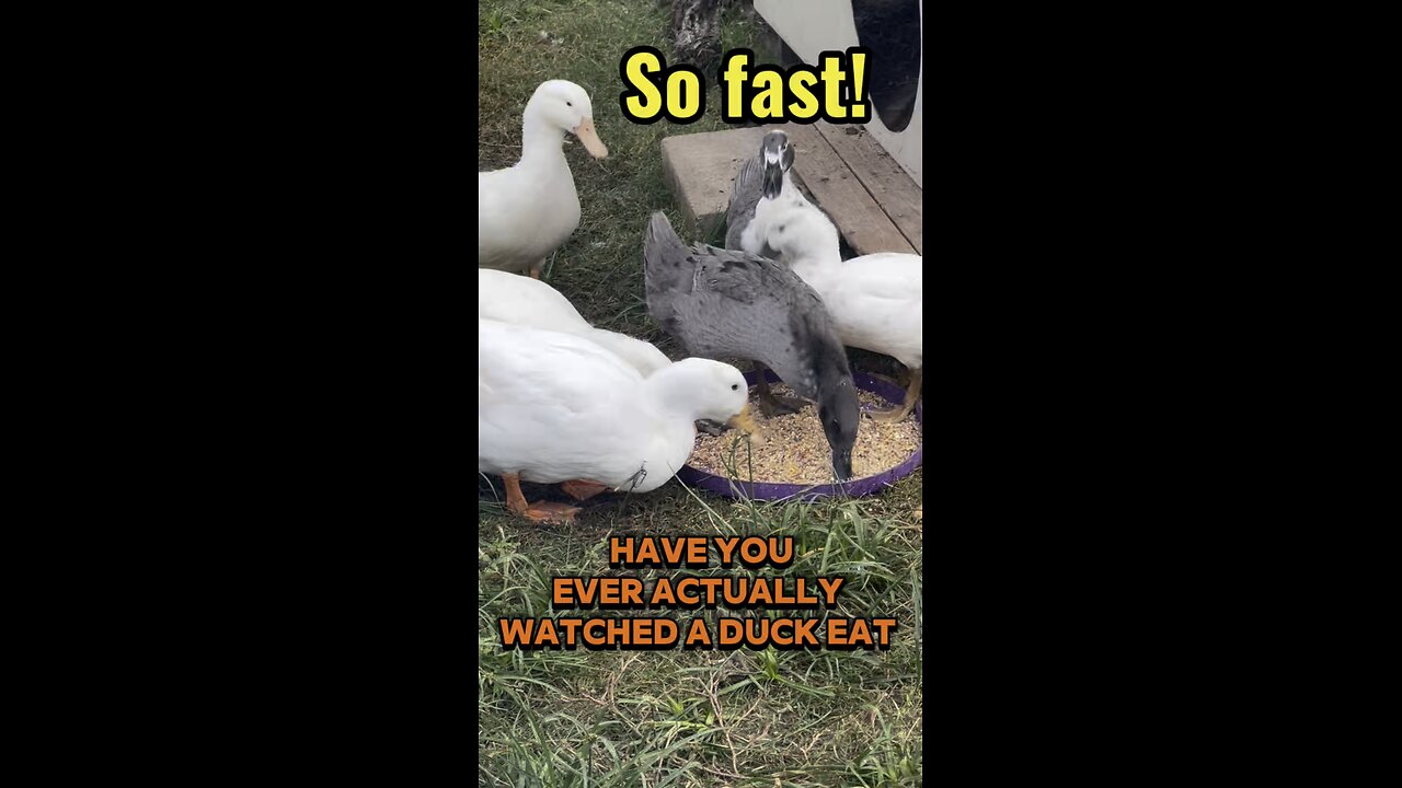 Have You Ever Actually Watched a Duck Eat? 😂🦆