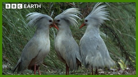 The Flightless Bird of New Caledonia